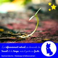 petite pousse en gros plan sur fond de forêt